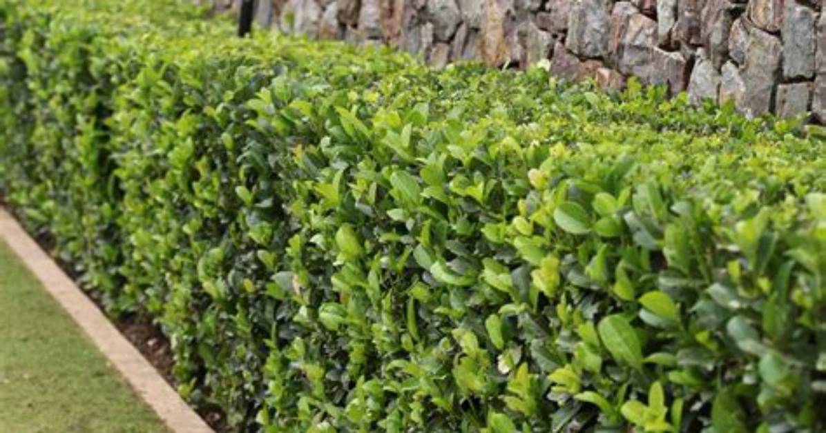 What Is a Hedges?