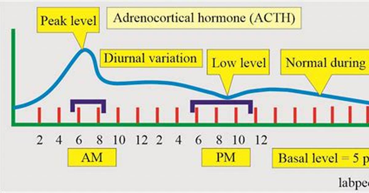 What Is a High Acth Level?