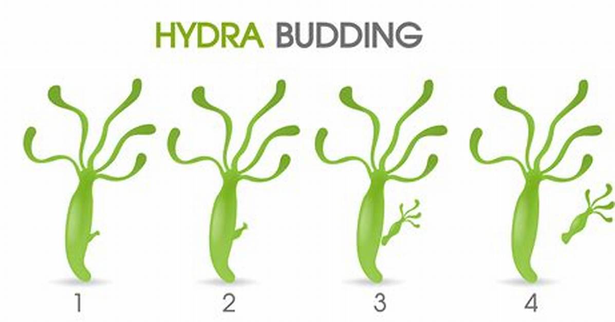 What Is a Hydra Budding