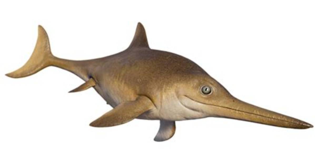 What Is a Ichthyosaurus - Lisbd-Net. Com