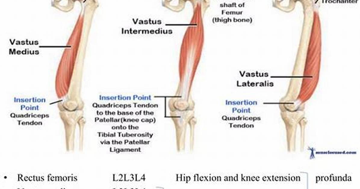 What Is a Knee Extensor