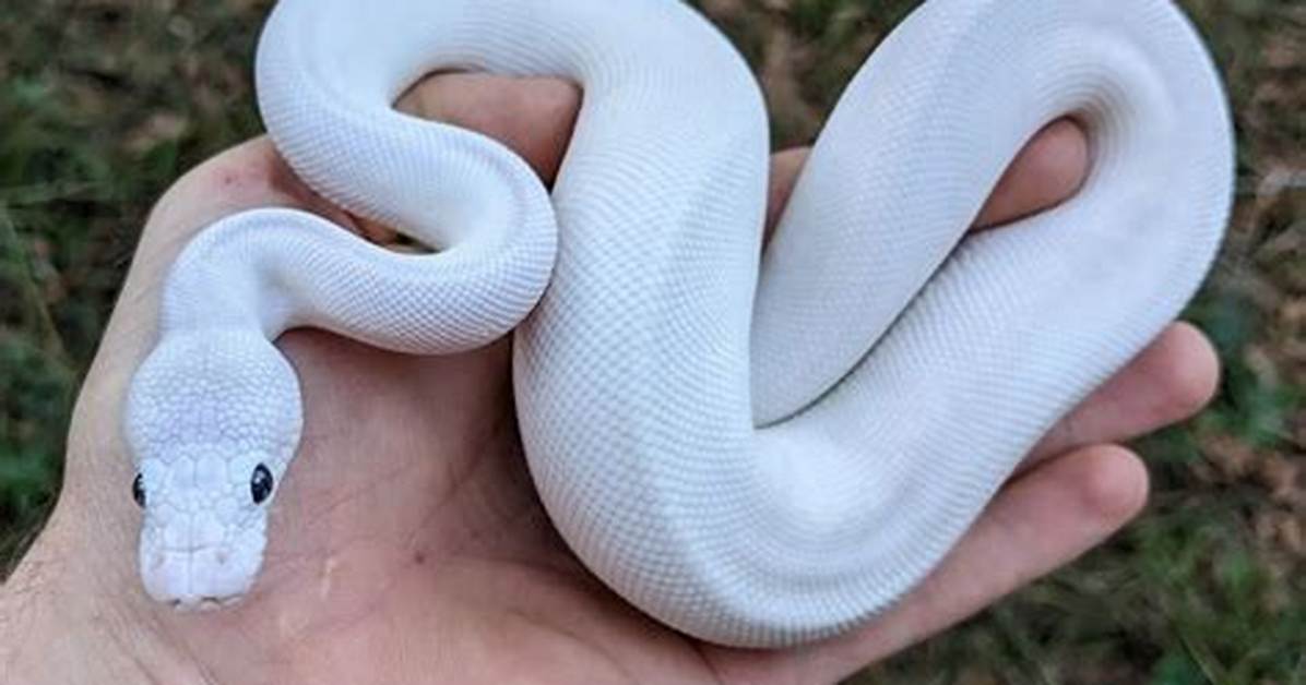 What Is a Leucistic Ball Python