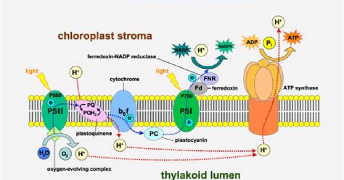 What Is a Light Dependent Reaction
