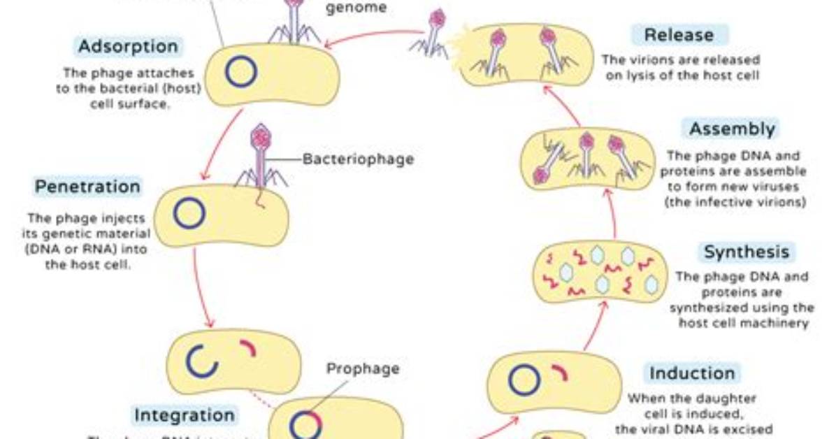 What Is a Lysogenic Cycle