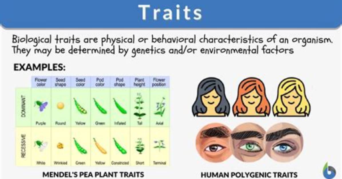 What Is a Meristic Trait Examples?