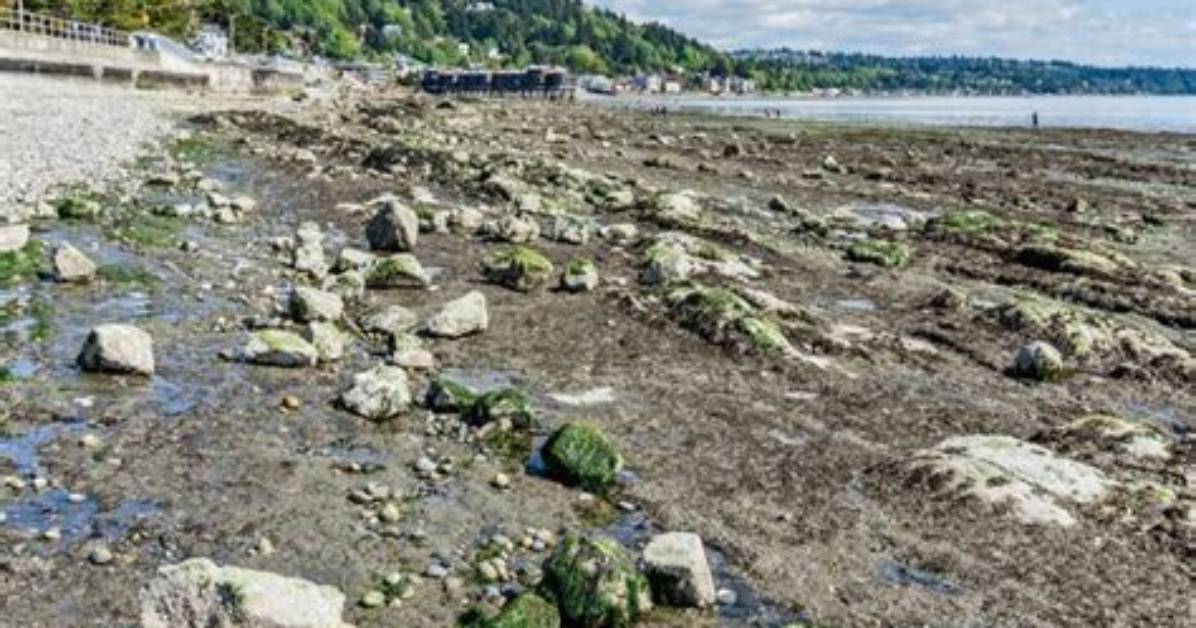 What Is a Minus Tide