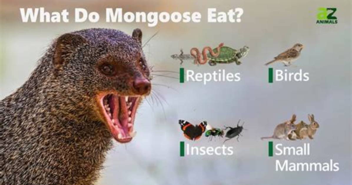 What Is a Mongooses Diet?