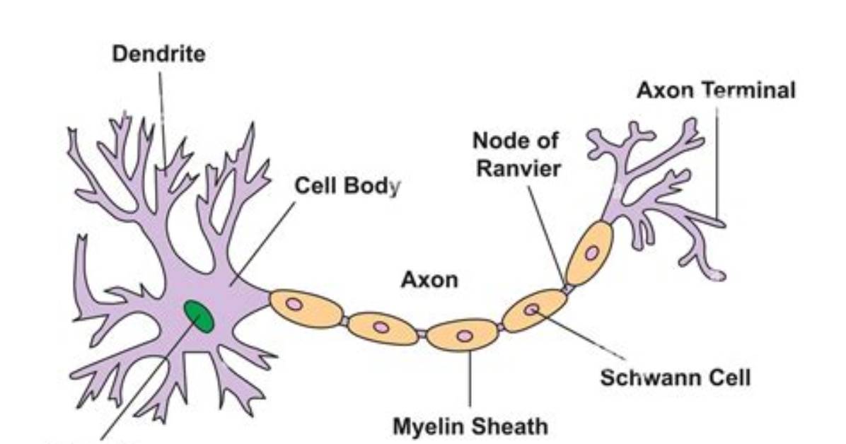 What Is a Neuron