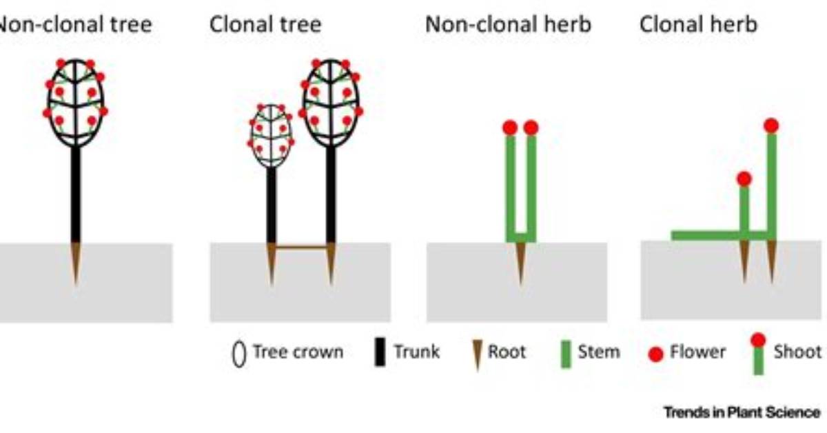 What Is a Non Clonal Tree