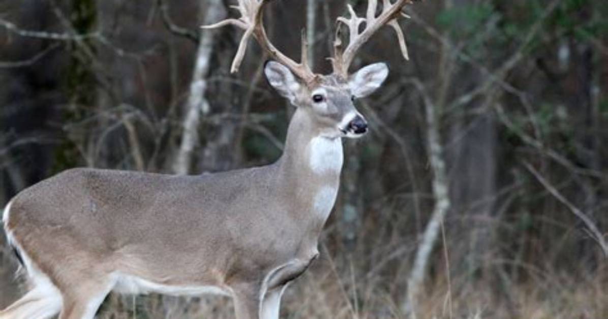 What Is a Non-Typical Deer?