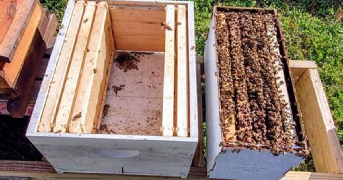 What Is a Nuc Bee Box
