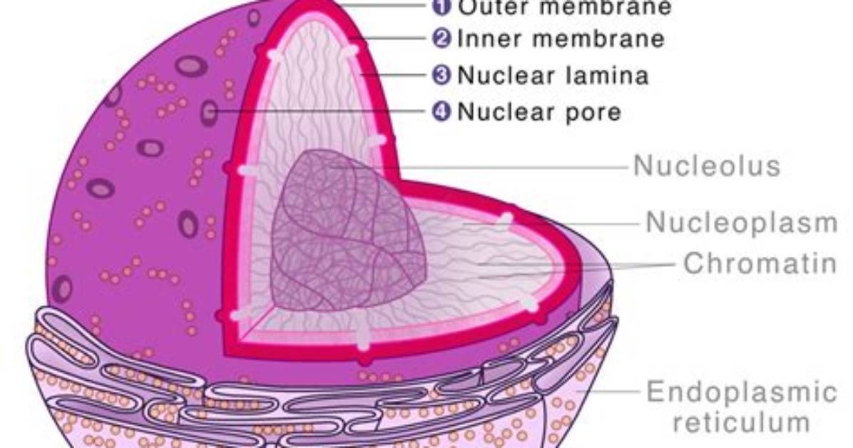 What Is a Nucleus Envelope