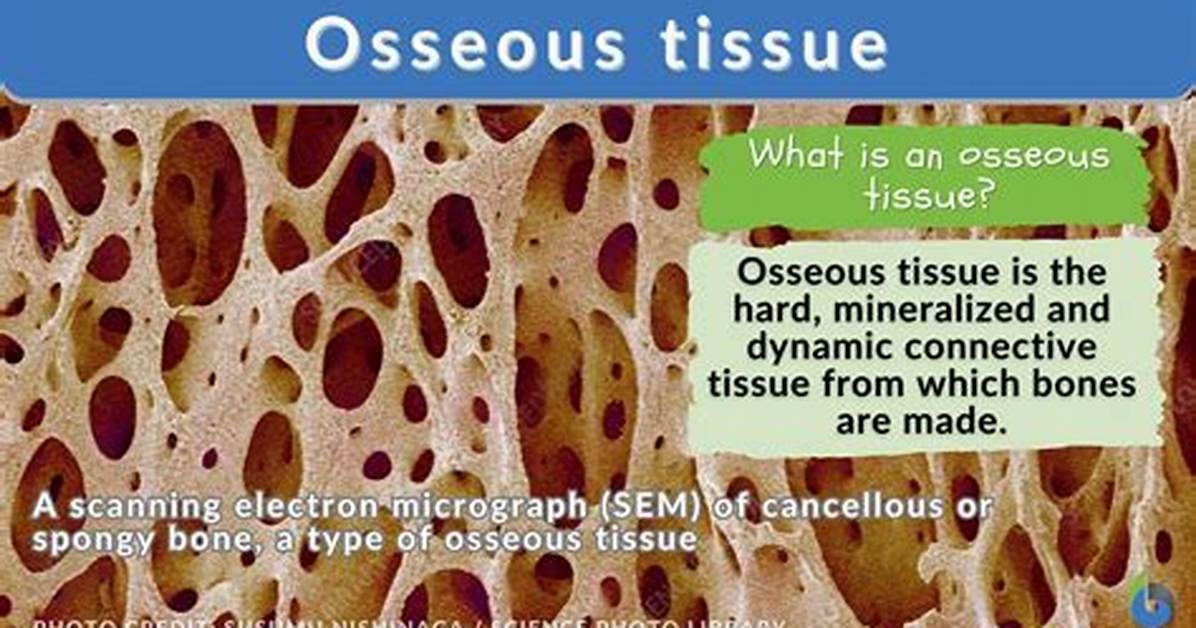 What Is a Osseous?