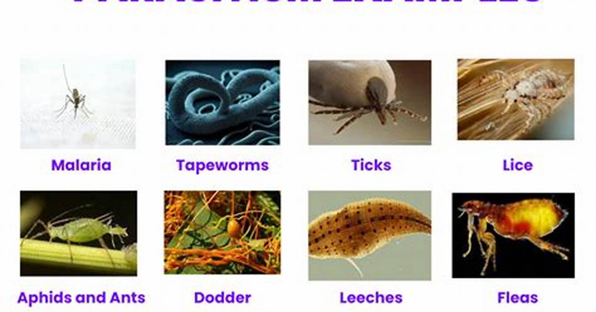 What Is a Parasitic Example