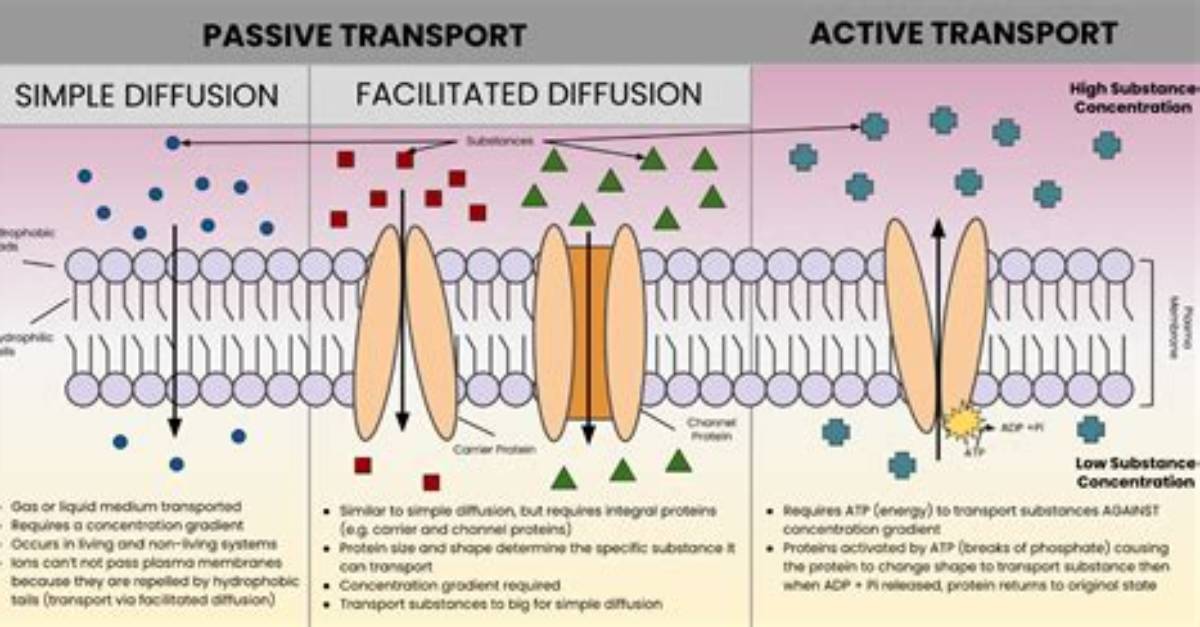 What Is a Passive Process in Diffusion