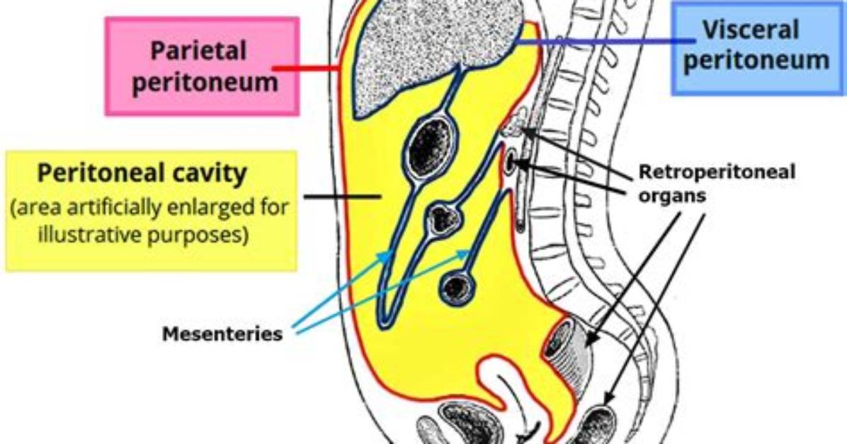 What Is a Peritoneal?