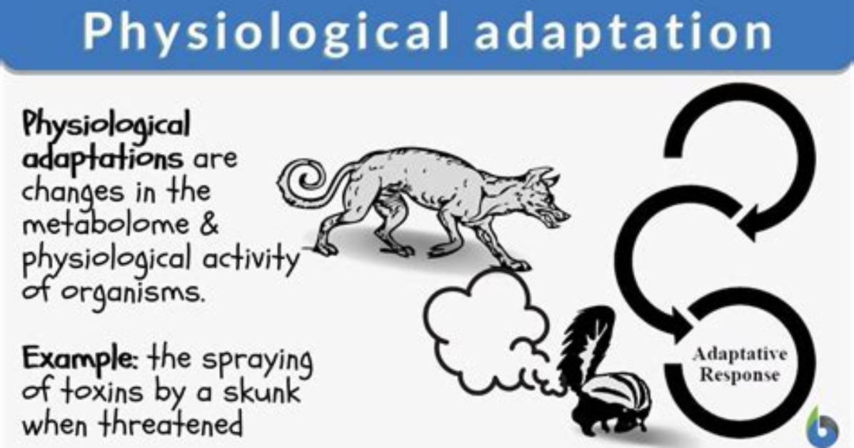 What Is a Physiological Adaptation?