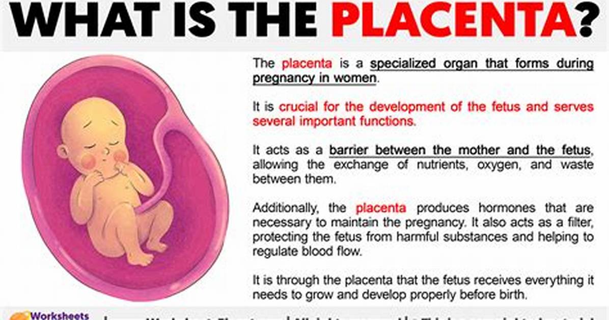 What Is a Placenta Easy Definition