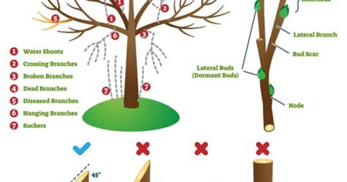 What Is a Pruning Process
