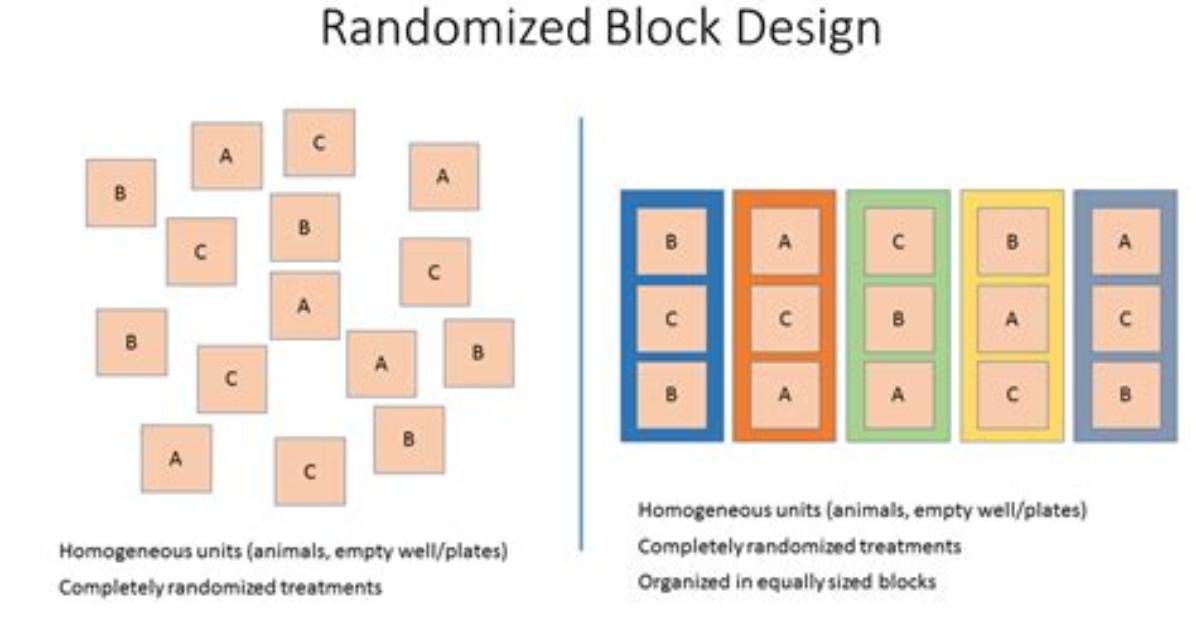 What Is a Randomized Block Design?