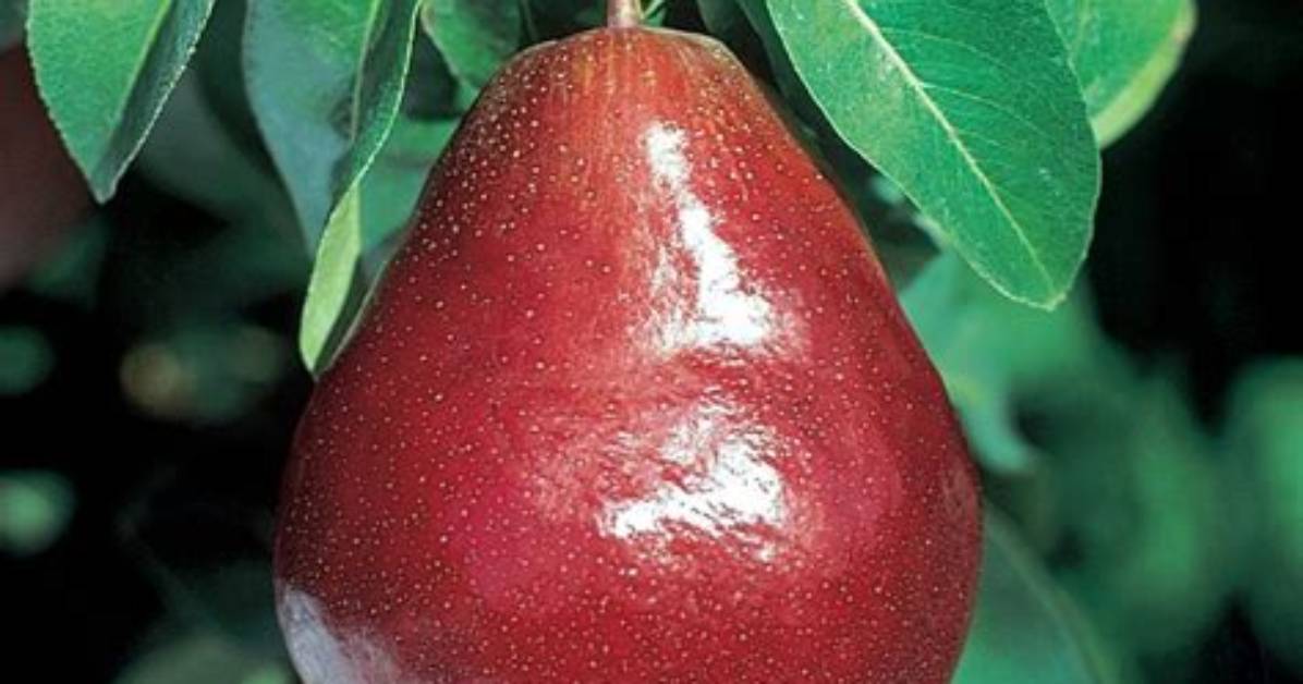 What Is a Red Pear