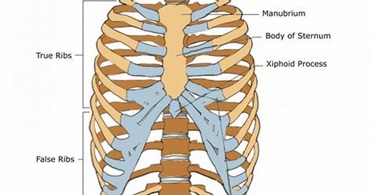 What Is a Ribcage Called