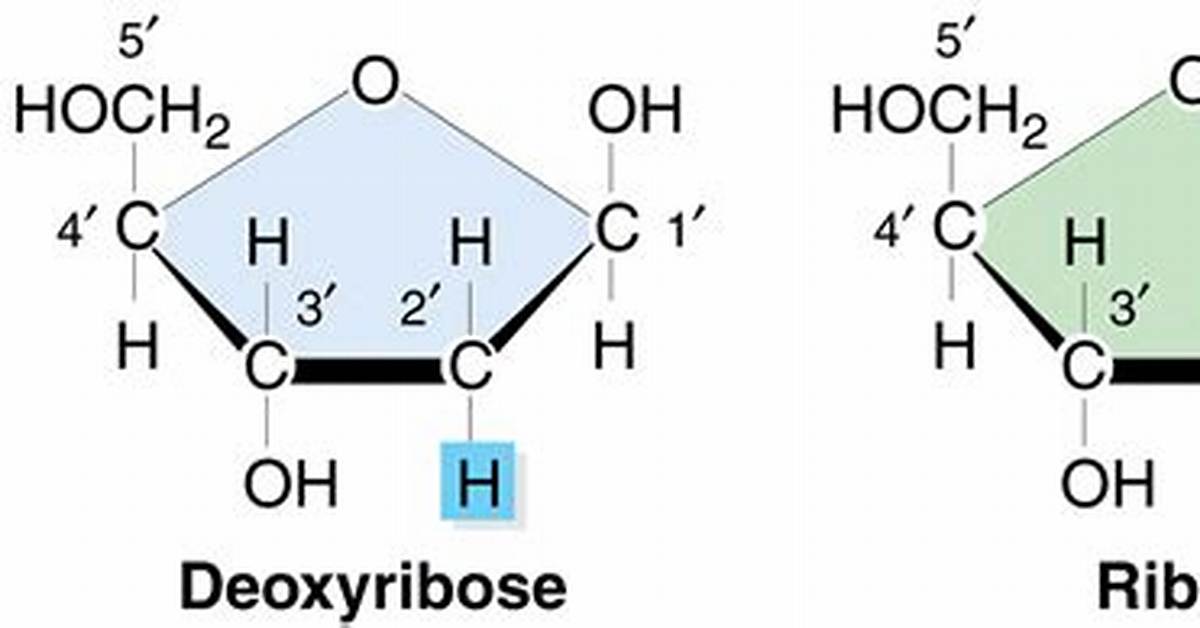 What Is a Ribose Supplement