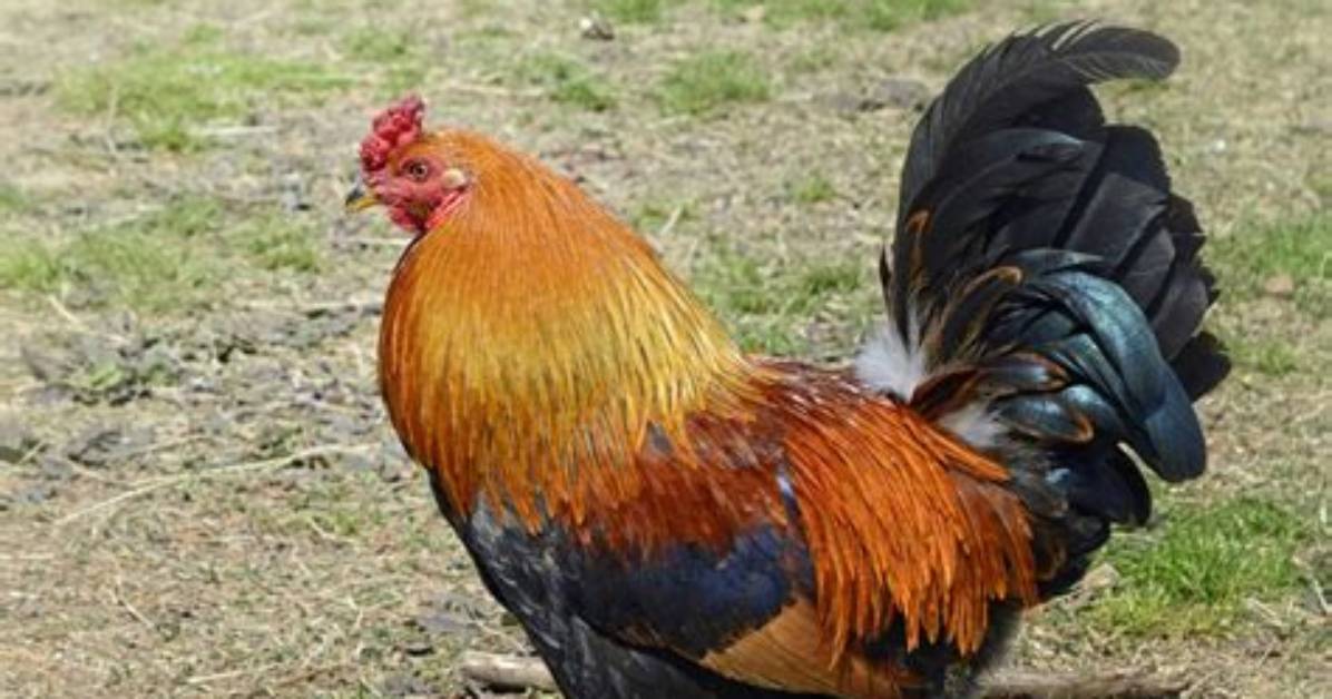 What Is a Rooster Chicken?