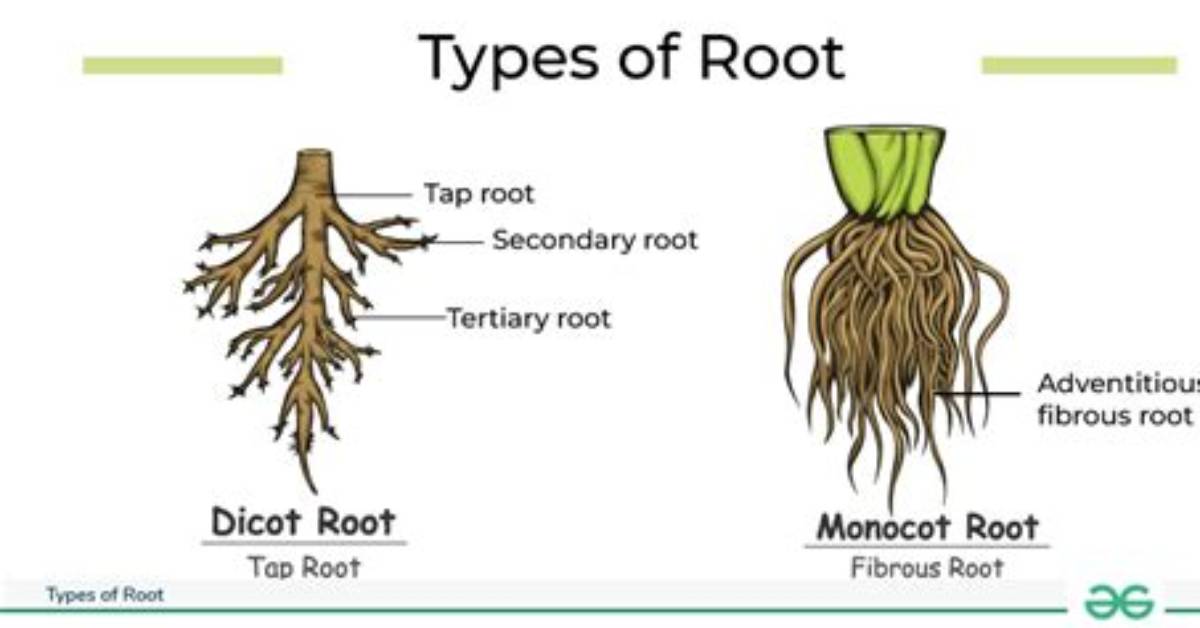 What Is a Root Class
