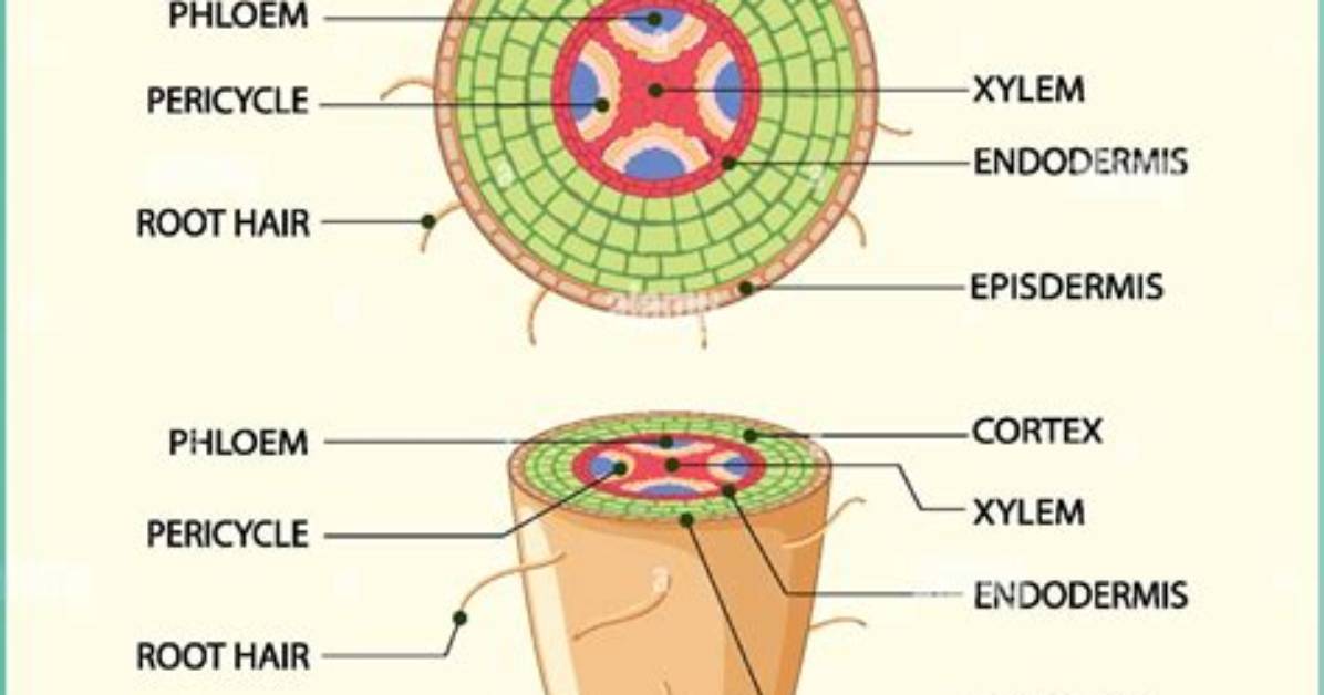 What Is a Root Structure