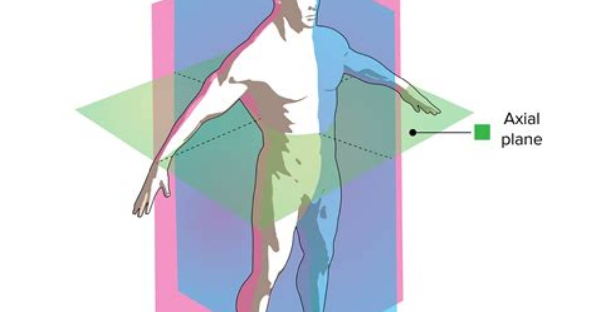 What Is a Sagittal Slice?