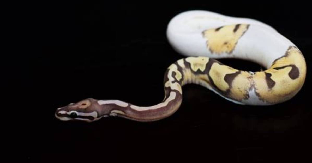 What Is a Scaleless Ball Python?