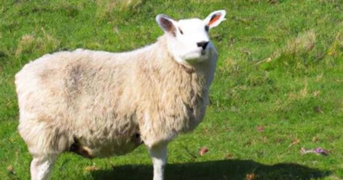 What Is a Singular Sheep Called?
