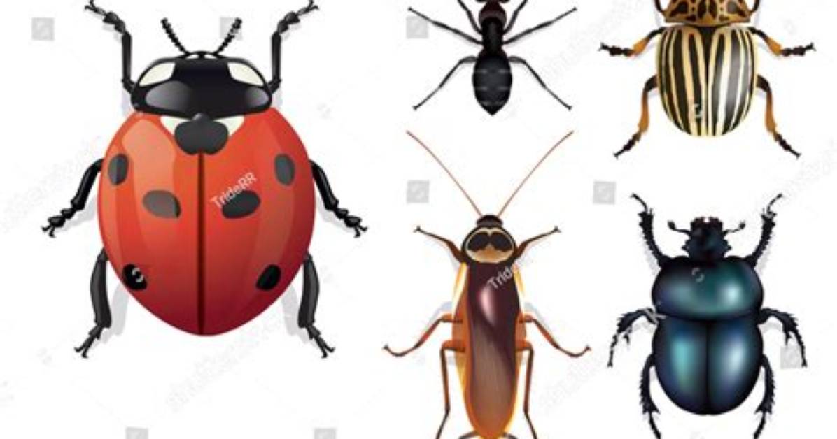 What Is a Six Legged Bug?