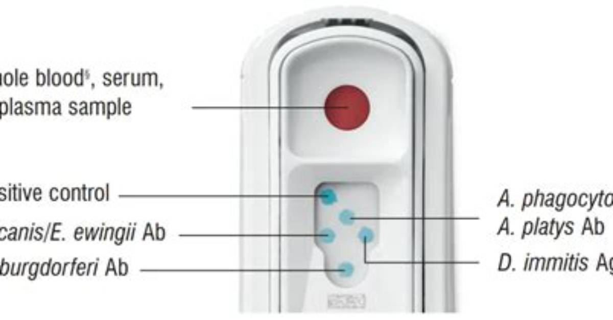 What Is a Snap 4Dx Test