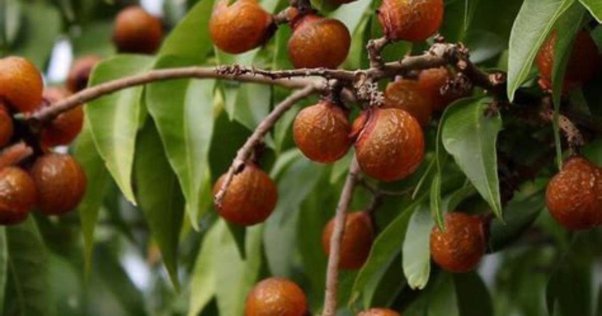 What Is a Soap Nut Tree