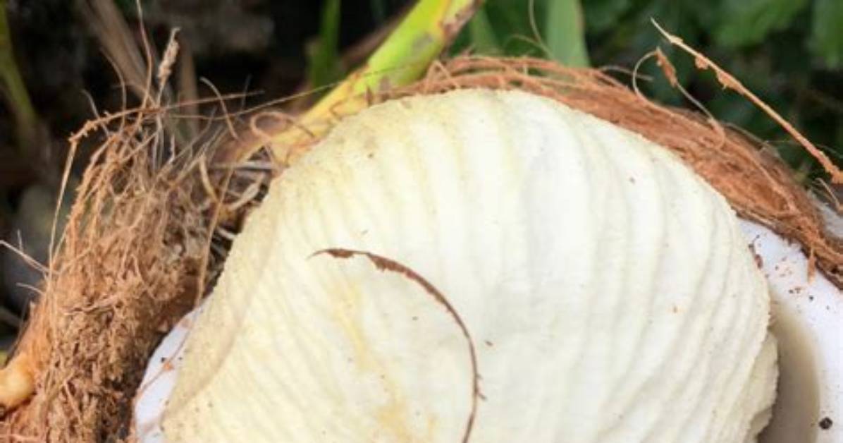 What Is a Sprouted Coconut?