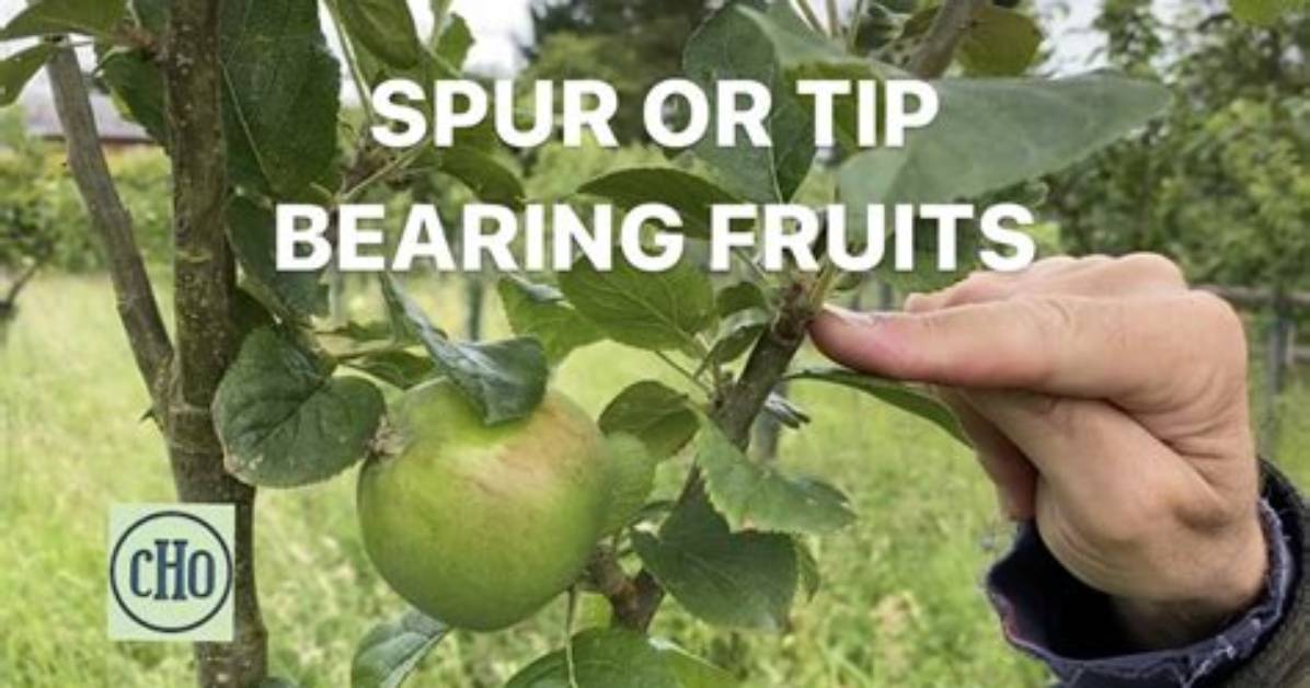 What Is a Spur Type Apple Tree
