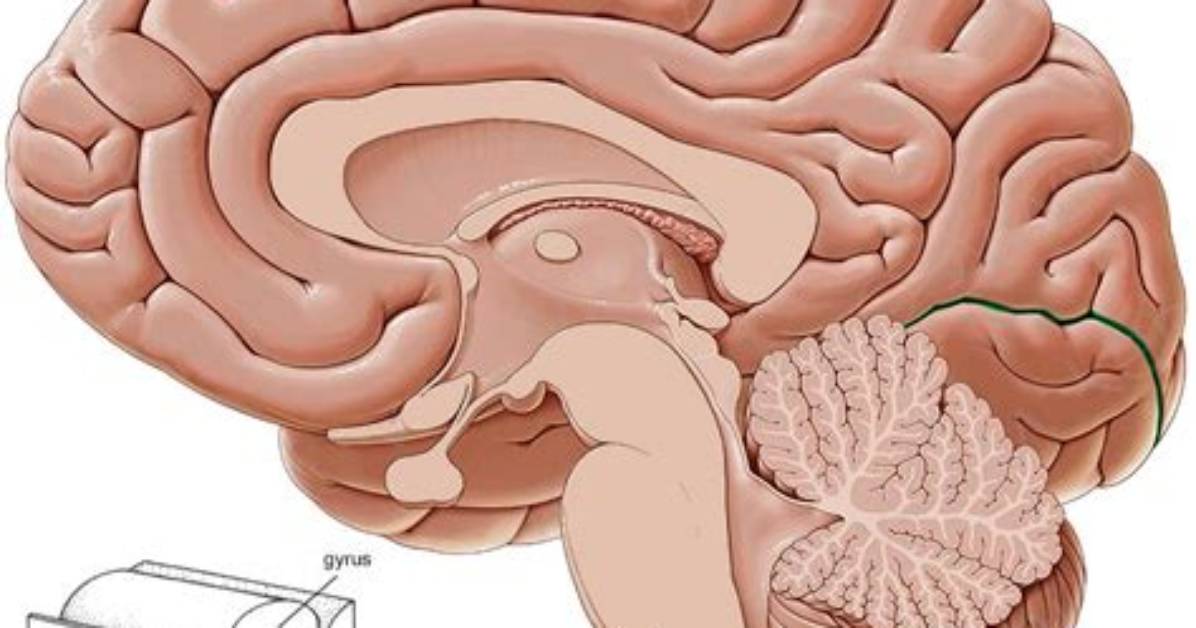 What Is a Sulcus Tip