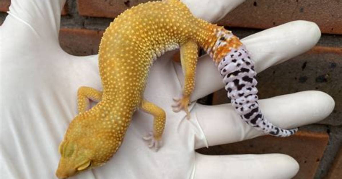 What Is a Super Hypo Leopard Gecko