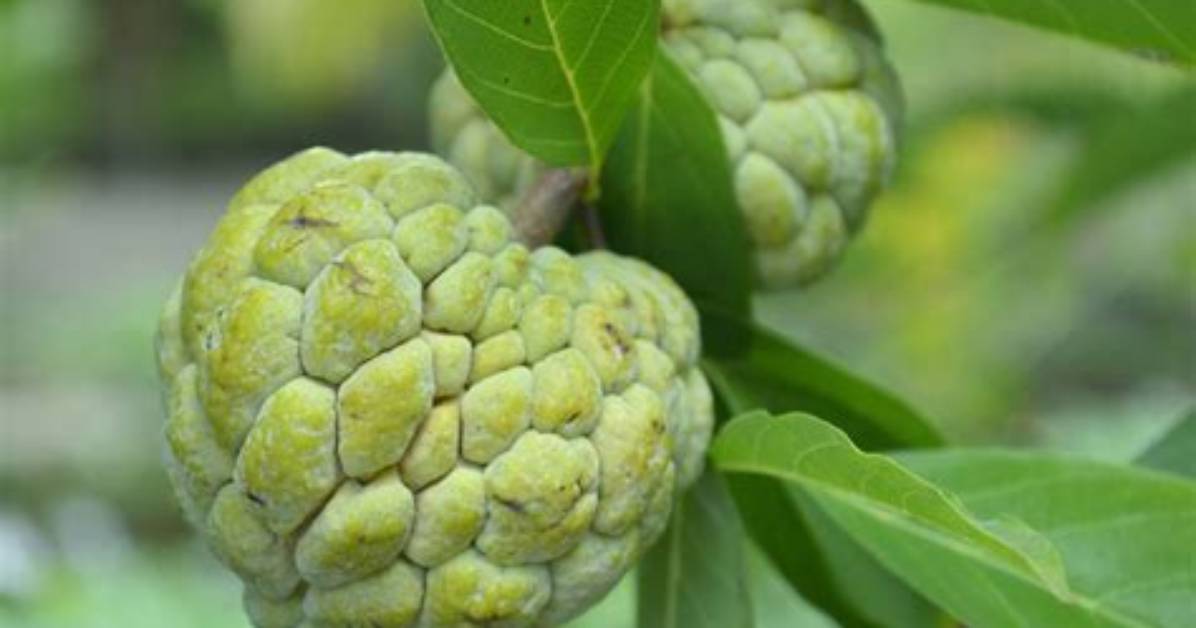 What Is a Sweetsop Tree