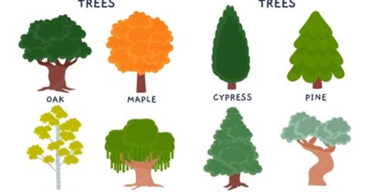 What Is a Synonym for Deciduous