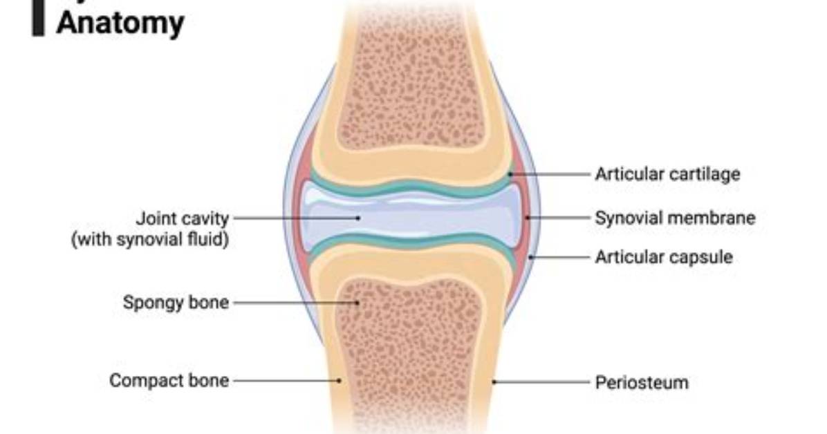 What Is a Synovial