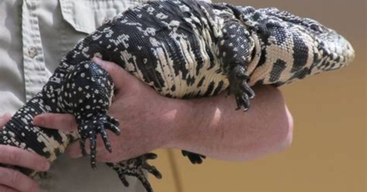 What Is a Taegu Lizard?