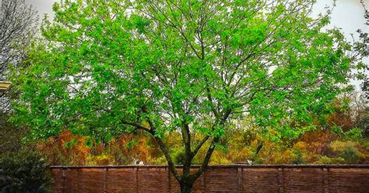 What Is a Texas Ash Tree
