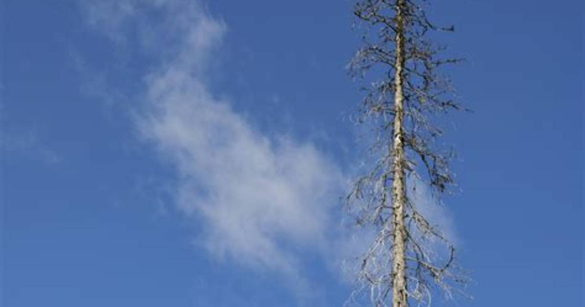 What Is a Thin Tree