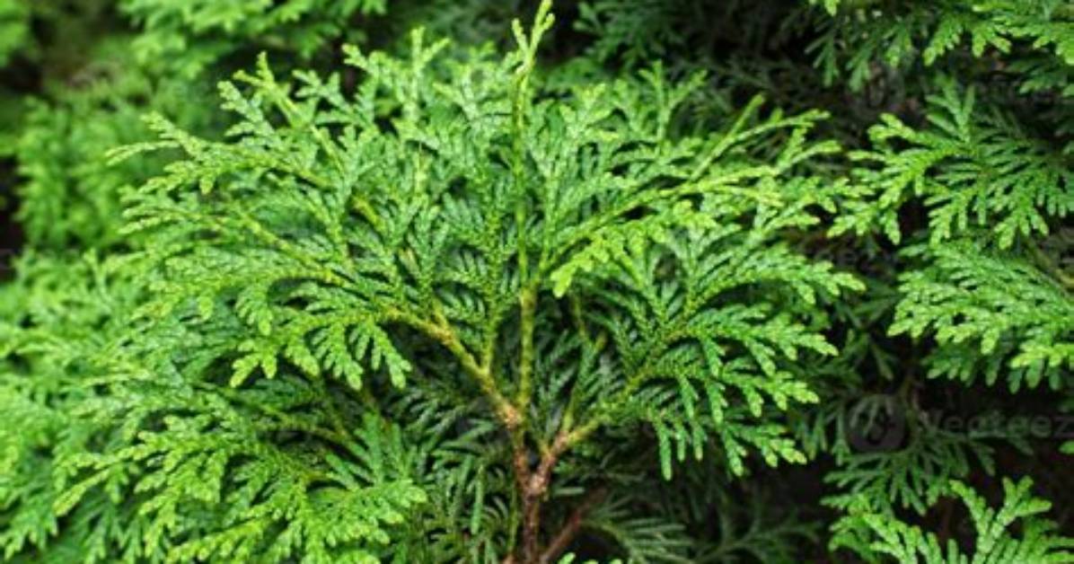 What Is a Thuja Tree