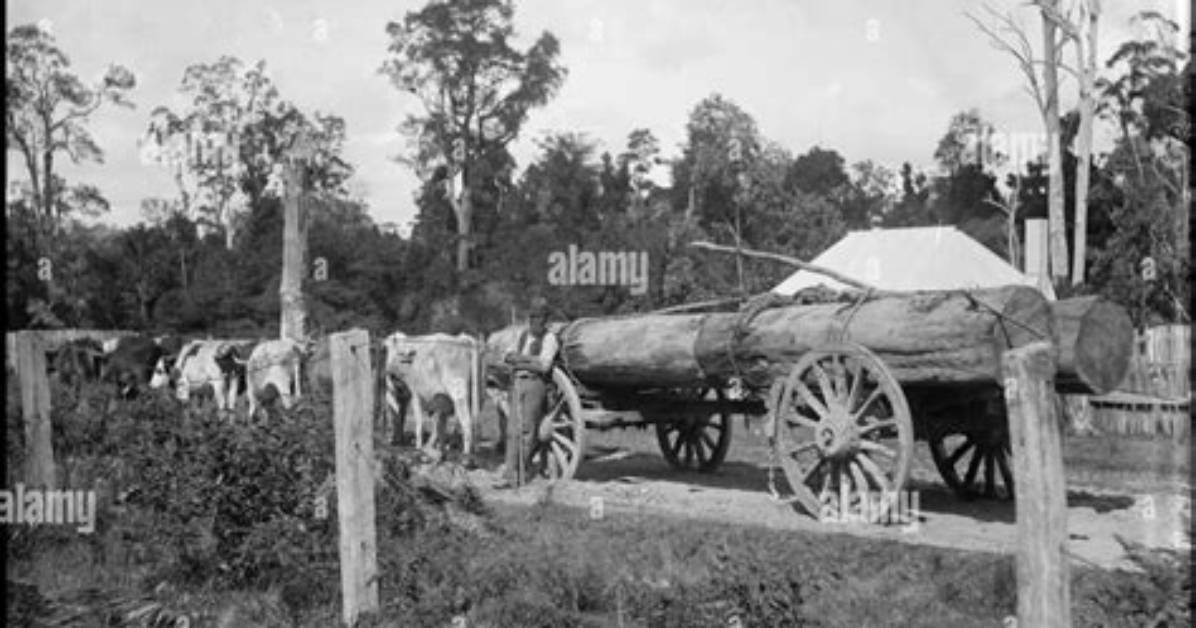 What Is a Timber Jinker?