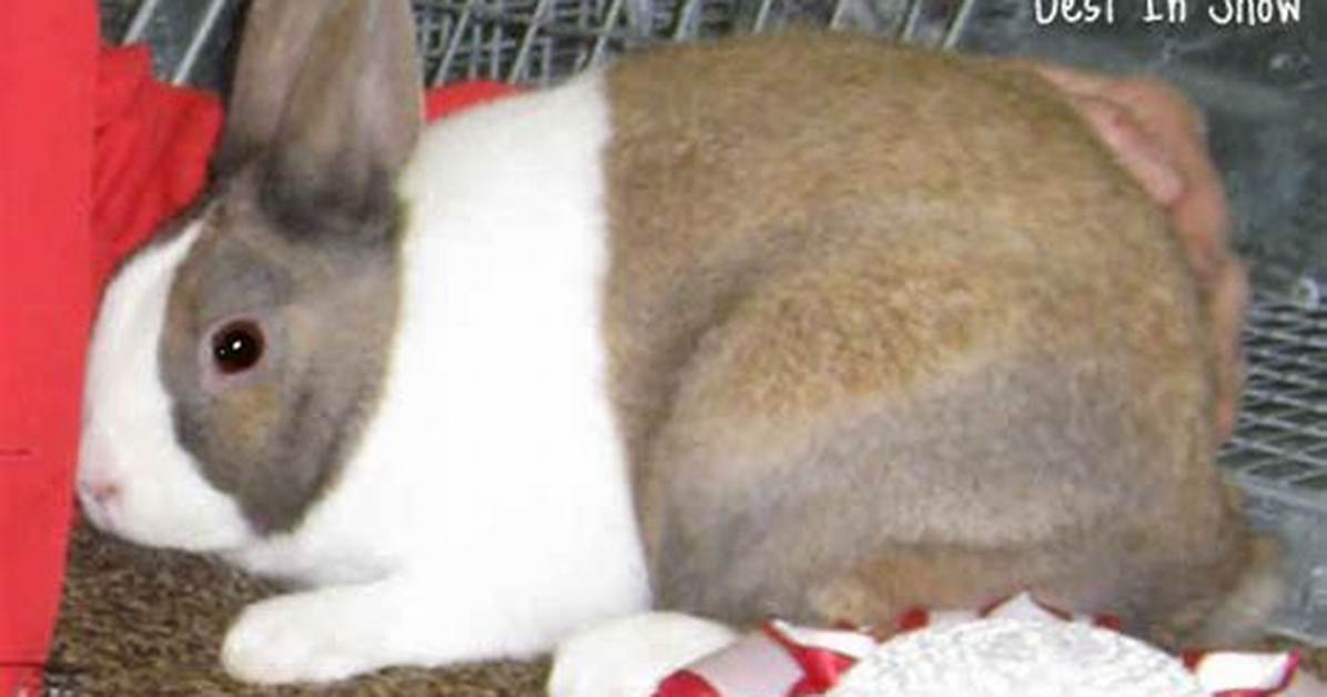 What Is a Tort Rabbit