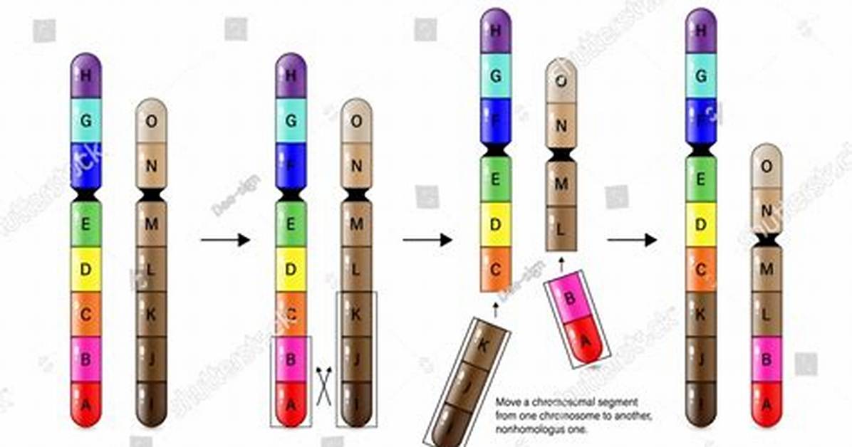 What Is a Translocation Mutation